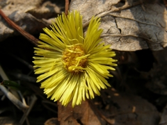 Tussilago farfara