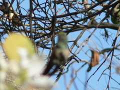 Cynanthus latirostris