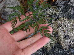 Conioselinum gmelinii