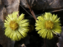 Tussilago farfara