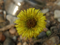 Tussilago farfara
