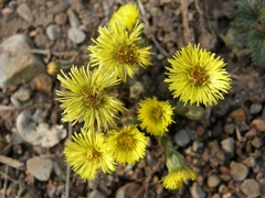 Tussilago farfara