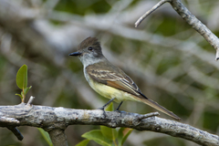 Myiarchus stolidus