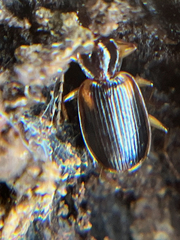 Cymindis limbata
