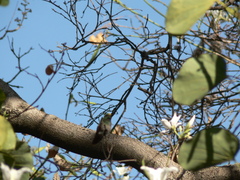 Cynanthus latirostris