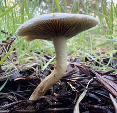 Leratiomyces
