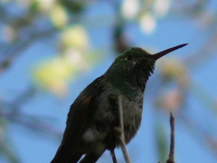 Cynanthus latirostris