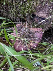 Russula xerampelina