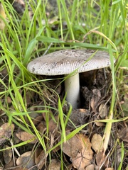 Amanita vaginata