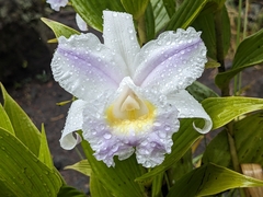 Sobralia macrantha