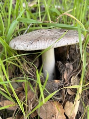 Amanita vaginata