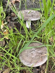 Amanita vaginata