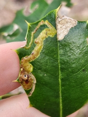 Phytomyza ilicicola