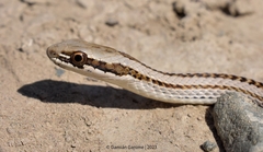 Philodryas psammophidea