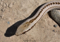 Philodryas psammophidea