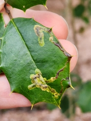 Phytomyza ilicicola