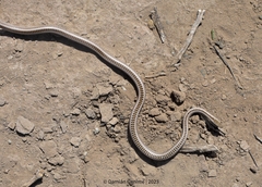 Philodryas psammophidea