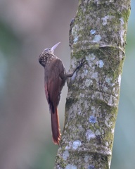 Cocoa Woodcreeper photo 3