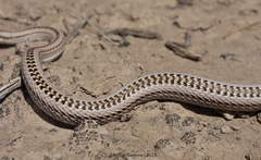 Philodryas psammophidea