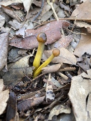 Tolypocladium longisegmentatum