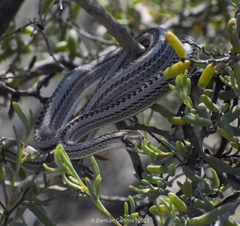 Philodryas psammophidea