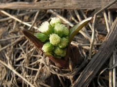 Petasites spurius