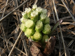 Petasites spurius