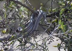 Philodryas psammophidea