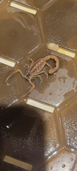 Centruroides vittatus