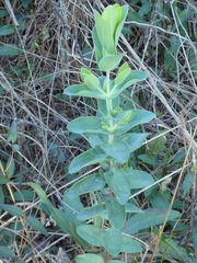 Hypericum tetrapetalum