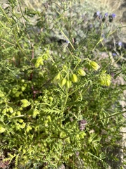 Emmenanthe penduliflora