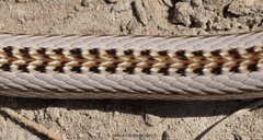 Philodryas psammophidea