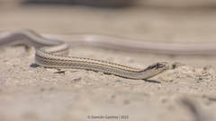 Philodryas psammophidea