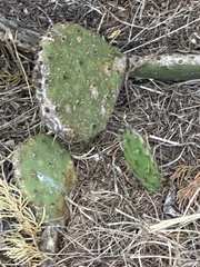 Opuntia macrorhiza
