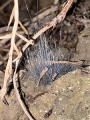 Phycomyces