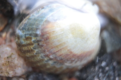 Cerastoderma glaucum