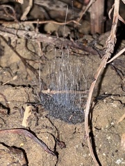Phycomyces