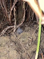 Phycomyces