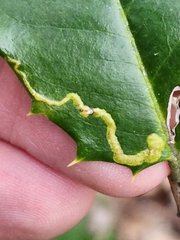 Phytomyza ilicicola