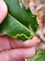 Phytomyza ilicicola