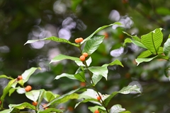 Quiina guianensis