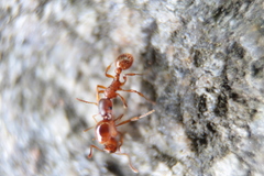 Myrmica