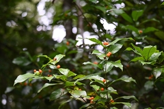 Quiina guianensis