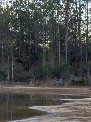 Charadrius vociferus