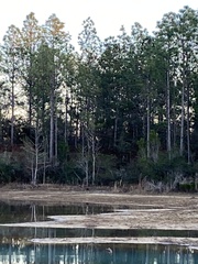 Charadrius vociferus