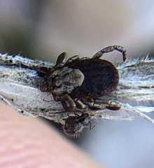 Dermacentor occidentalis