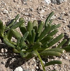 Cistanthe ambigua