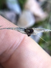 Dermacentor occidentalis