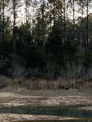 Charadrius vociferus