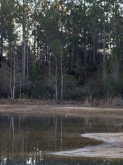 Charadrius vociferus